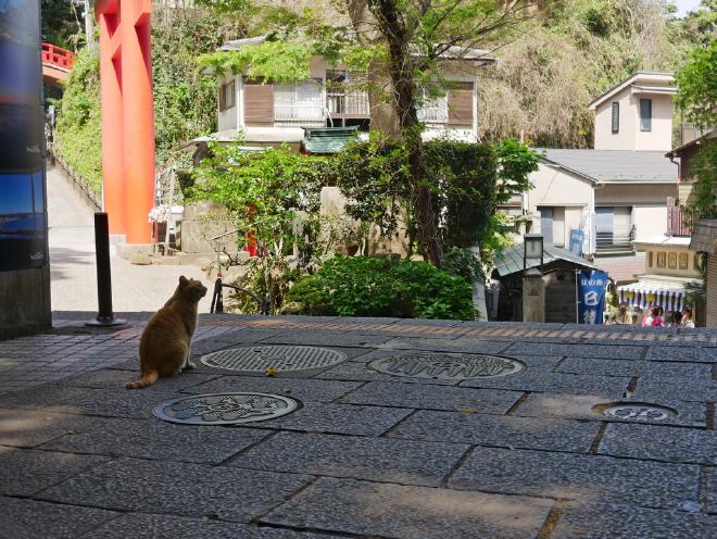 A cat on the shrine grounds at Enoshima