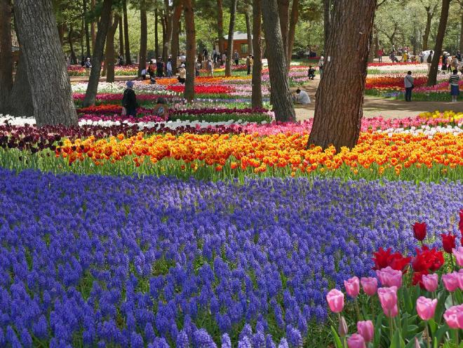 Beds of tulips and grape hyacinths at Hitachi Seaside Park