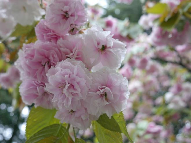 Close-up of cherry blossoms glistening with rain