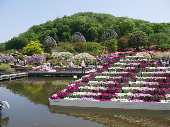 Ashikaga Flower Park had a variety of flowers on display, though the wisteria were the highlight