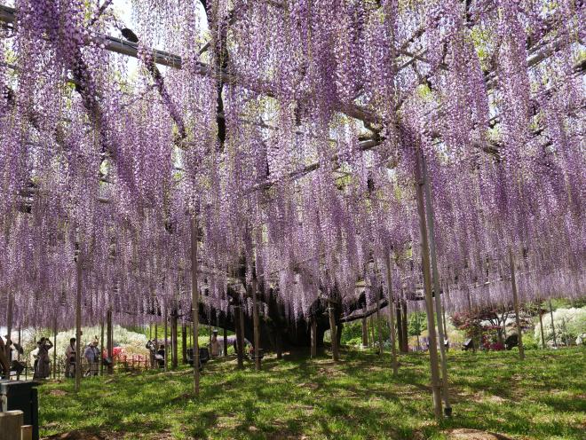 A massive wisteria tree with outstretching branches that make a canopy of purple hanging blossoms