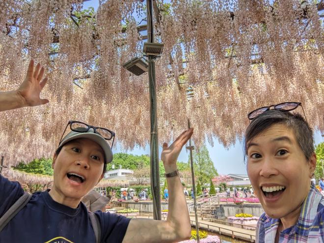 Van and I stand beneath a canopy of white wisteria